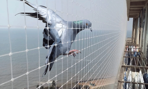 Pigeon Net in Bhubaneswar