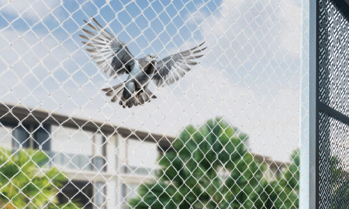 Pigeon Net in Bhubaneswar