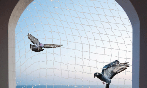 Pigeon Net in Bhubaneswar